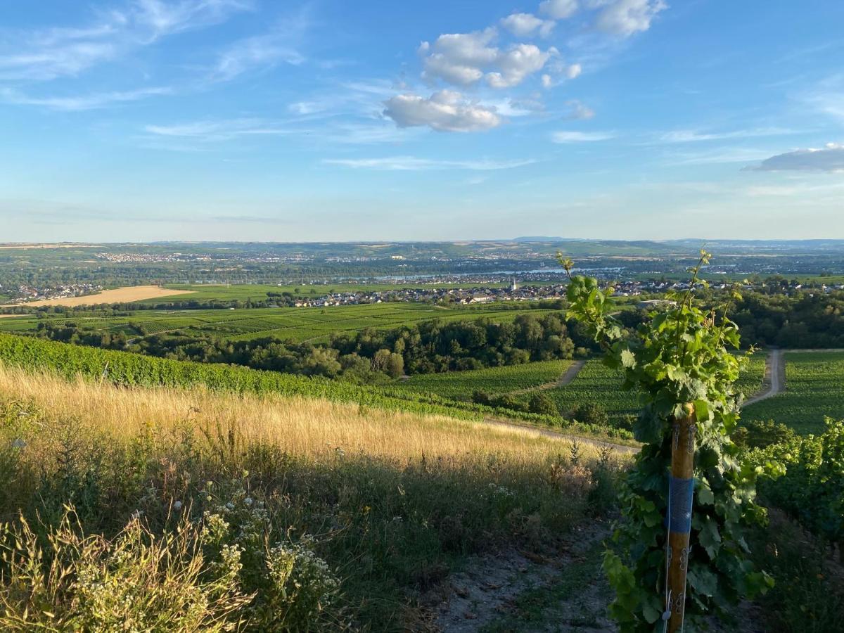 Balthasar Ress Guesthouse Am Rebhang Im Rheingau فينكل اوستريش المظهر الخارجي الصورة